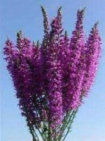 Вероника Amethyst Plume