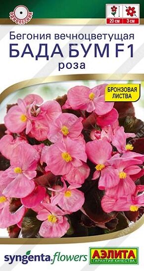 Бегония Бада Бум роза (Код: 93141)
