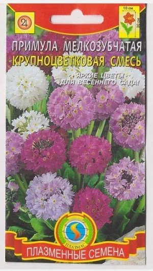 Примула мелкозубчатая (Код: 76074)