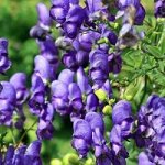 Аконит Генри Спаркс Вэрайети