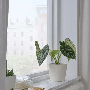 SOJABÖNA, Цветочный горшок, белый, 12 см