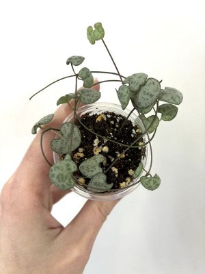 Церопегия Вуда классика. Woodii.