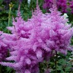 Астильба арендса Аметист