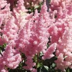 Астильба арендса Америка