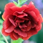 Лапчатка Вулкан