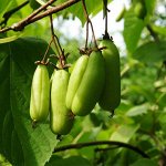 Актинидия сладкая палочка