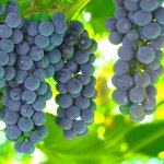 Виноград и актинидия Р9(0,5 литра)