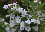 Вейгела белая сноуфлейк