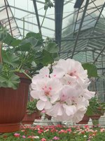 плющелистная Toscana Big5 White Angel