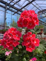 Castello Rose Eye (Tammo)