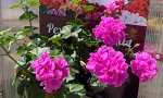 плющелистная Toscana Big5 Amethyst (Malva)