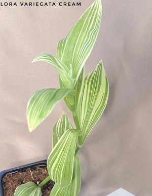 Традесканция Albiflora Yellow Cream