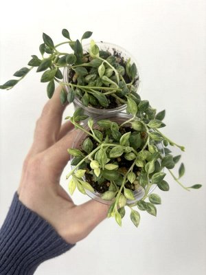 Крестовник Геррейна Вариегатный. Senecio Herreianus Var.