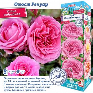 Роза Огюст Ренуар (Чайно-гибридная) 1 шт (Сиб сад)