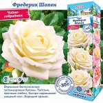 Роза Фредерик Шопен (Чайно-гибридная) 1шт (Сиб сад)