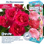 Роза Ля Пассионата (Чайно-гибридная) 2 разбор 1шт