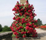 Фломентанц