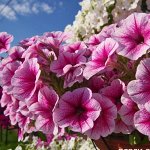 Цветы однолетние — петунии