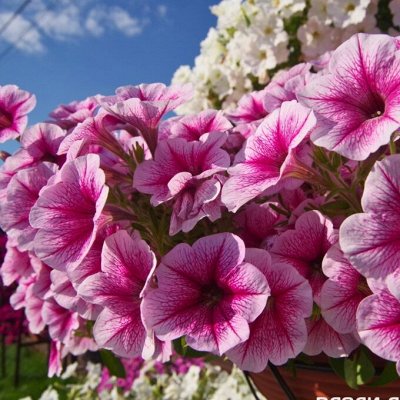 🌸 Семена Партнёр. Салаты, редис, огурцы - свежие семена — Цветы однолетние — петунии