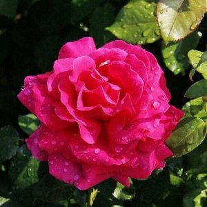 Noname Секси парфимелла