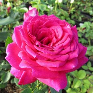 Noname Секси парфимелла