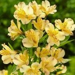Альстромерия Лютеа