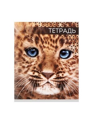 Тетрадь 48 листов в клетку, Calligrata «Дикие кошки», обложка мелованная бумага, МИКС