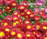 111 Санни ред