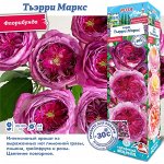 Роза Тьэрри Маркс (Флорибунда) 1шт (Сиб сад)
