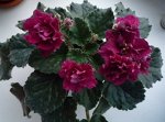 Стартер фиалки Ness&#039; Antique Red