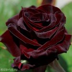 Розы
