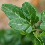 Плющ Hedera helix `Shamrock`, укорененный черенок