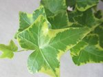Плющ Hedera helix Gold Child, укорененный черенок