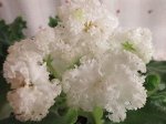 Детка фиалки Гриня (Дадоян Т. Л.)