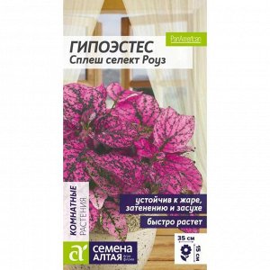 Гипоэстес Сплеш селект Роуз 5 шт