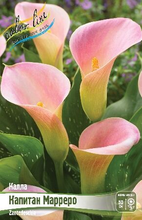 Калла (Zantedeschia) Капитан Марреро