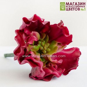 Суккулент 7 (Эхеверия Cancan), 1шт