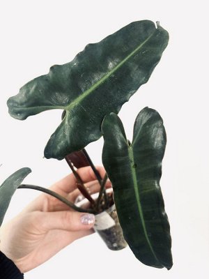 Филодендрон Биллату Черный Негр ( Billietiae black petiole