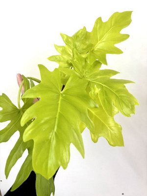 Филодендрон Satin Gold