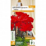 Цикламен Орфеус махровый 3шт