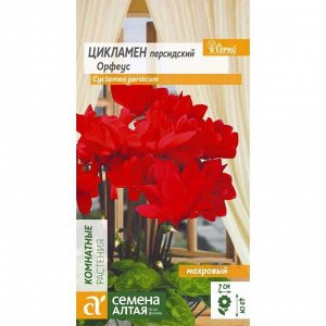 Цикламен Орфеус махровый 3шт