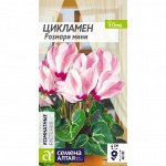 Цикламен Розмари мини 3шт