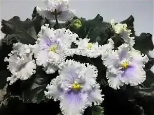 Н - Мейн кун
