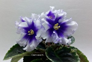 ЛЕ - Прозрачная лазурь
