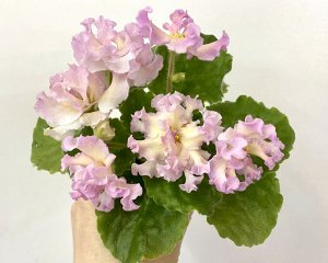 Фиалка АВ-Аромат Дыни