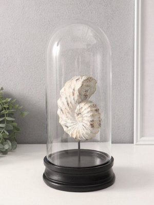 Фигурка в колбе «Ракушка плоскоспиральная», полистоун, 14x14x30 см