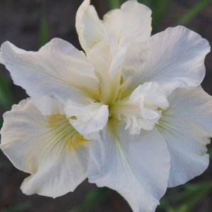 Ирис сибирский Белиссима