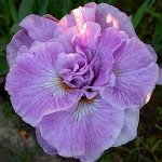 Ирис сибирский Ригамароле