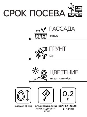Семена цветов Астра Монпансье серебристая Одн Ц/П 0,2г