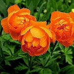 Купальница Оранж Принцесс